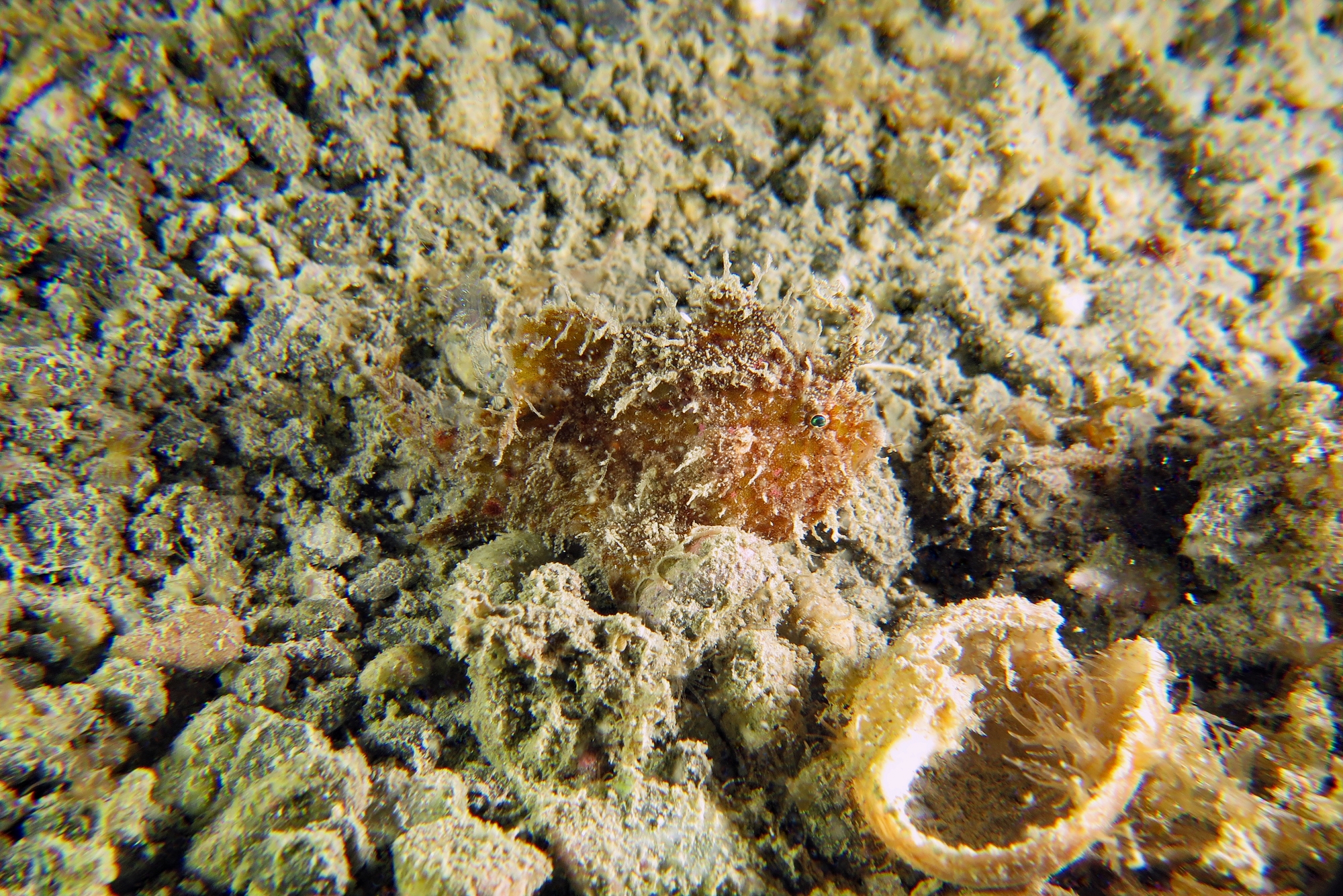 Antennarius hispidus