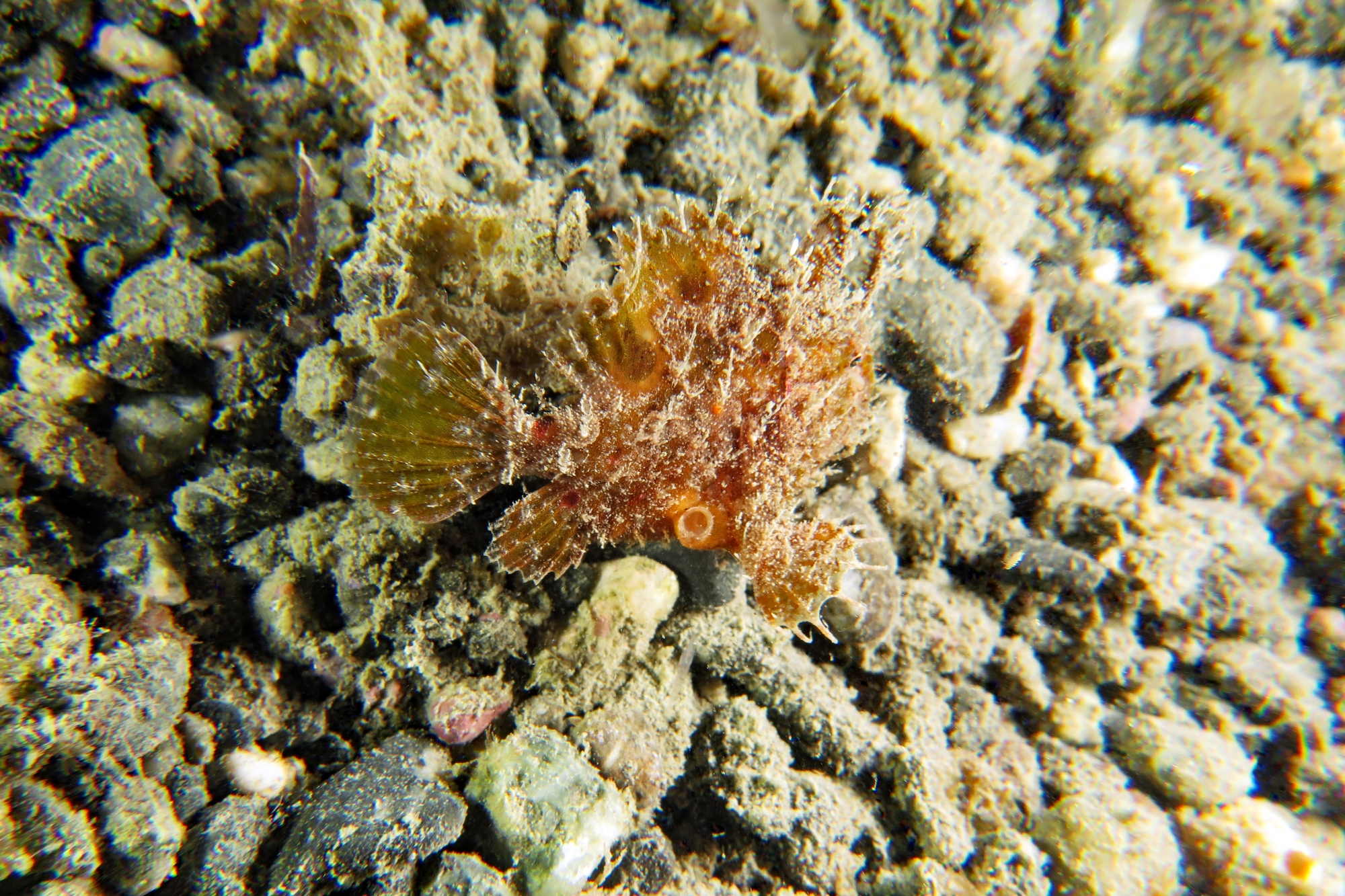 Antennarius hispidus