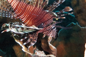 Pterois volitans, Podabacia sp.