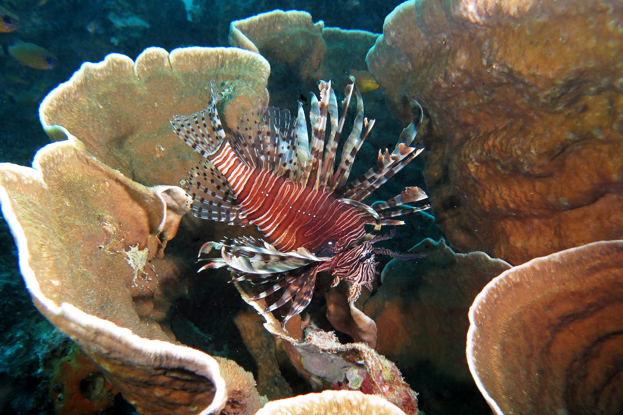 Pterois volitans, Podabacia sp.