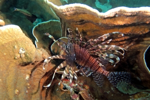 Pterois volitans, Podabacia sp.