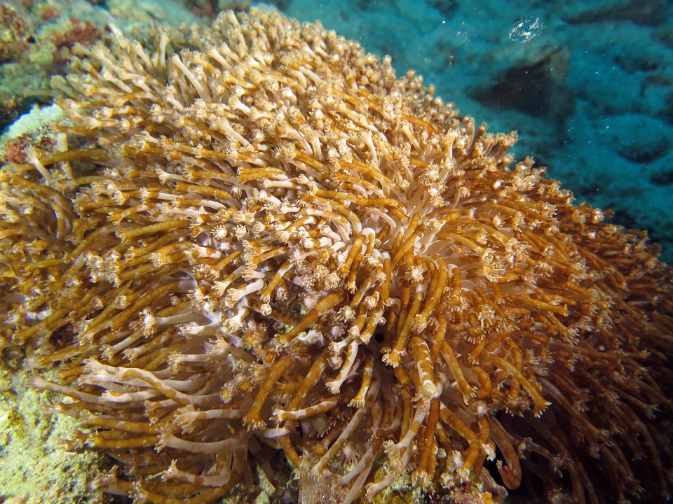 Goniopora sp, Waminoa sp