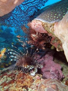 Pterois volitans