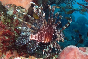 Pterois volitans