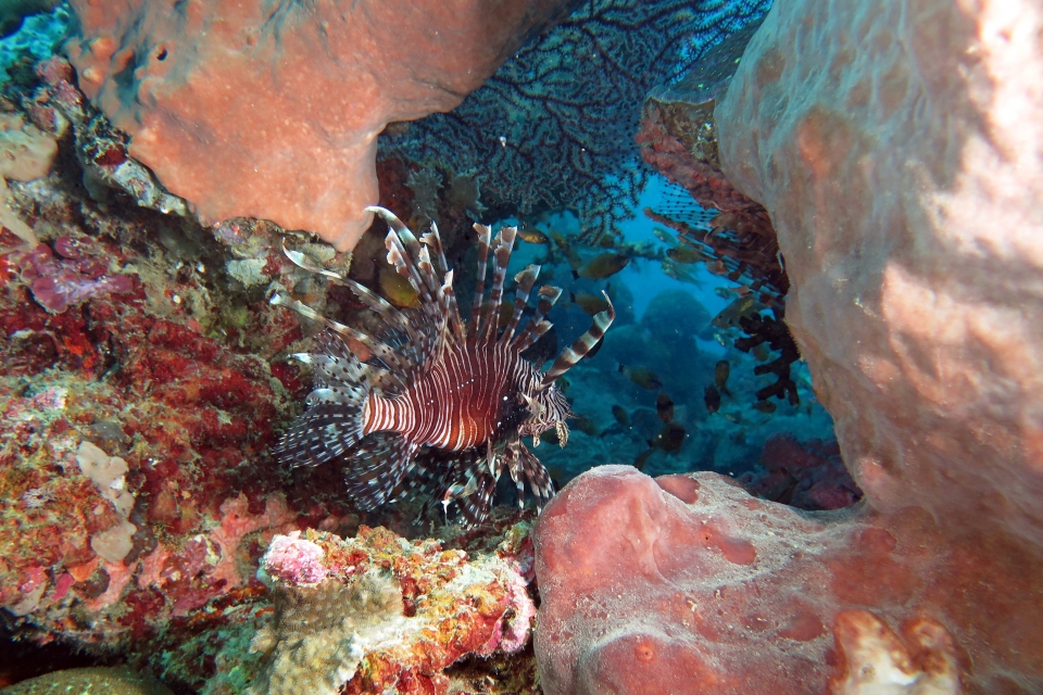 Pterois volitans