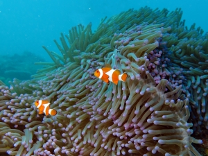 Amphiprion ocellaris, Heteractis magnifica