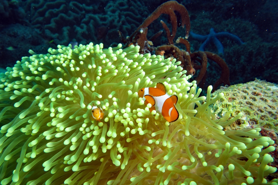 Amphiprion ocellaris, Heteractis magnifica