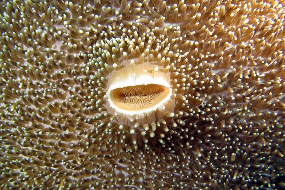 Amplexidiscus fenestrafer