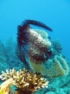 Colobometra perspinosa, Callyspongia sp