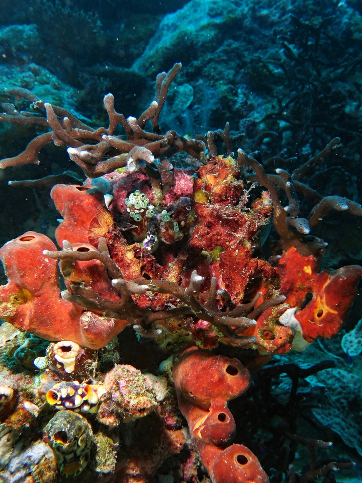 Theonella swinhoei (Eponge tube)