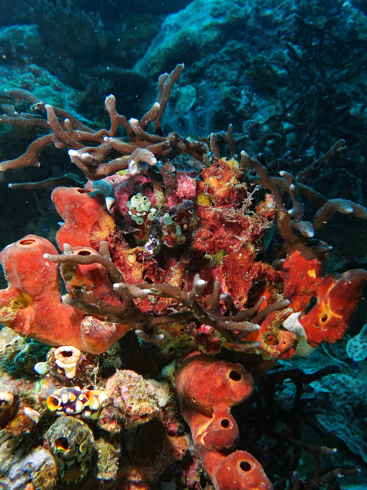 Theonella swinhoei (Eponge tube)
