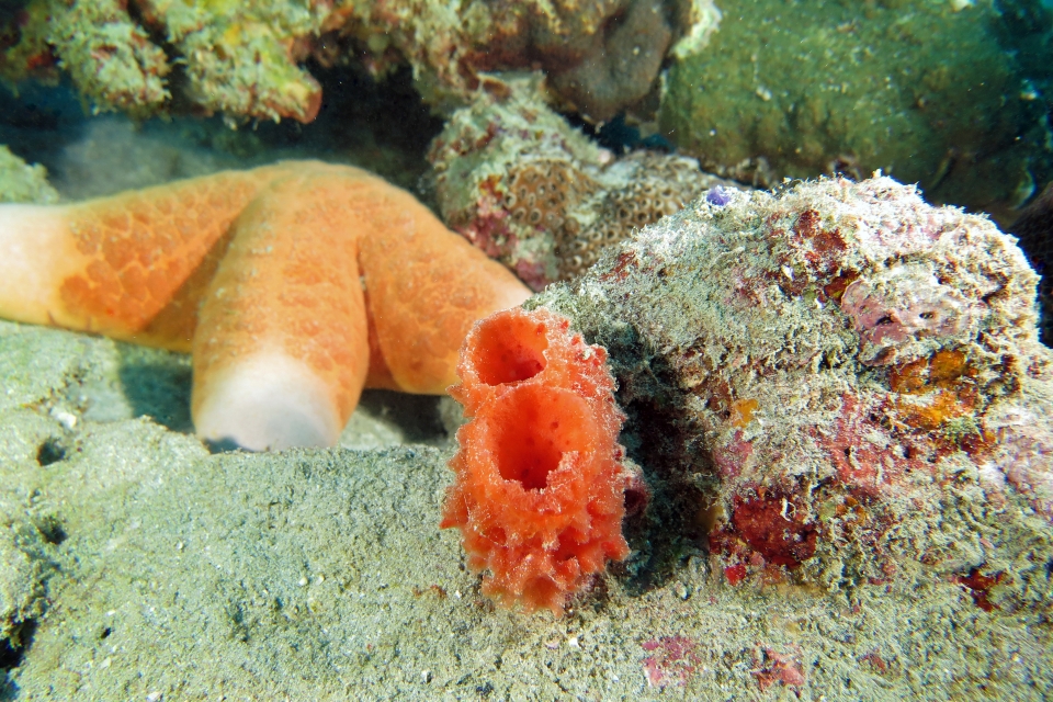 Callyspongia sp. ?