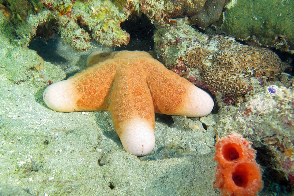 Choriaster granulatus