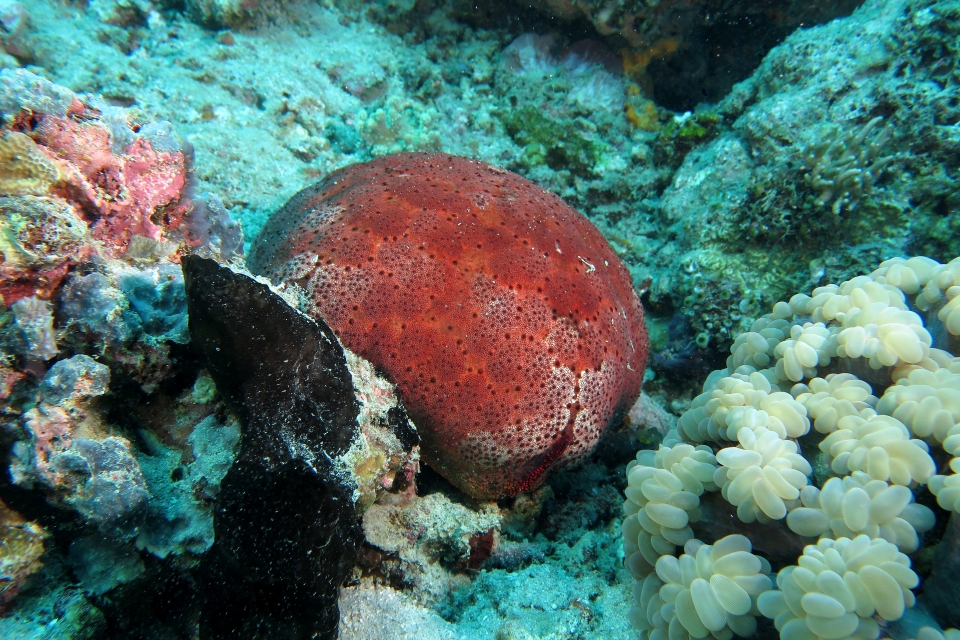 Culcita novaeguineae