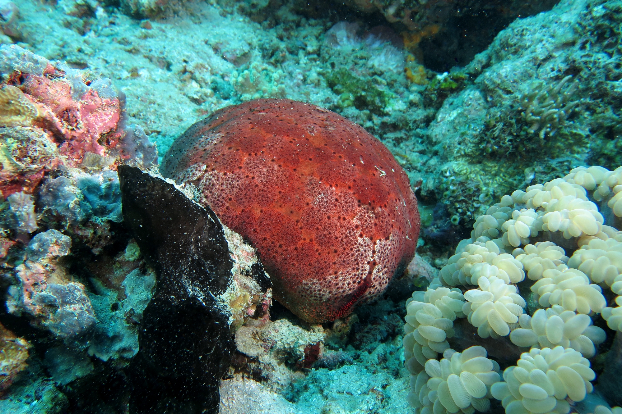 Culcita novaeguineae