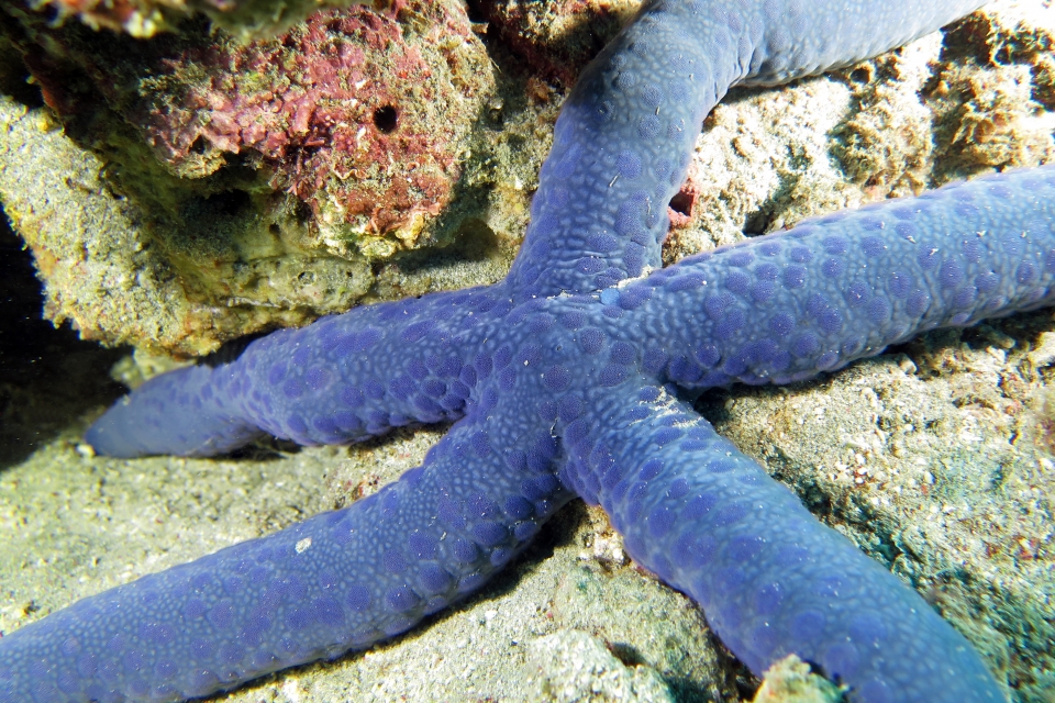 Linckia laevigata