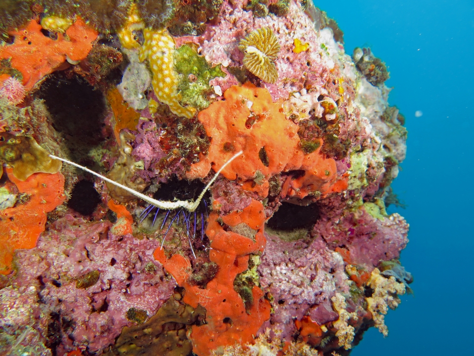 Panulirus versicolor juvénile