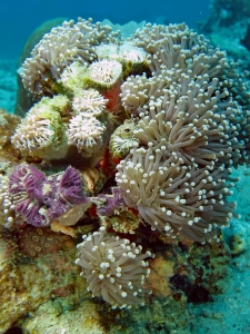 Euphyllia glabrescens, Chalinula nematifera