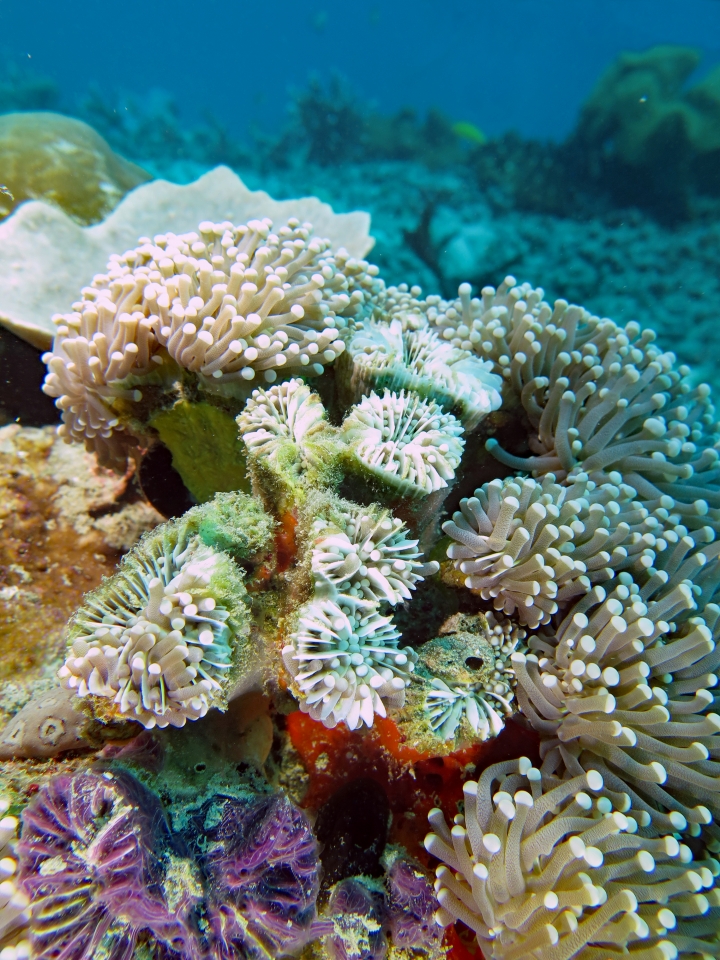 Euphyllia glabrescens, Chalinula nematifera