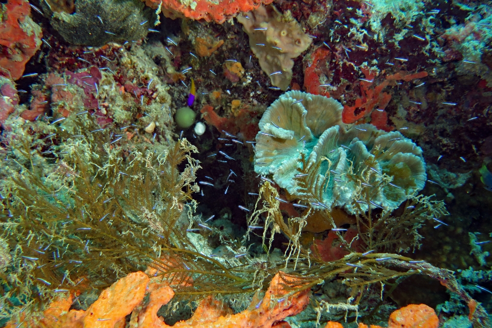 Banc de petits poissons étincelants le long du récif corallien