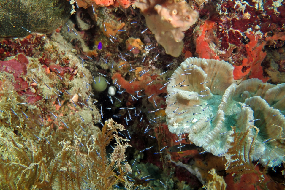 Banc de petits poissons étincelants le long du récif corallien