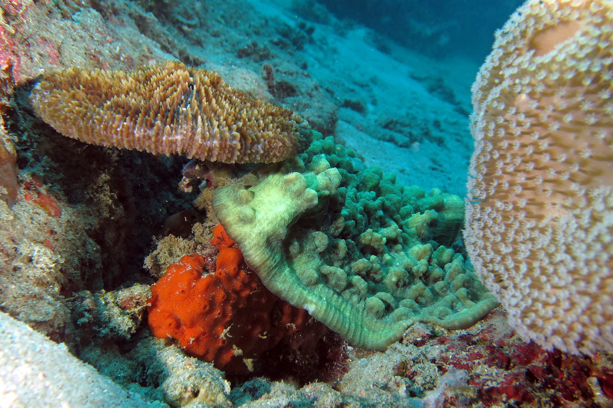 Fungia sp.