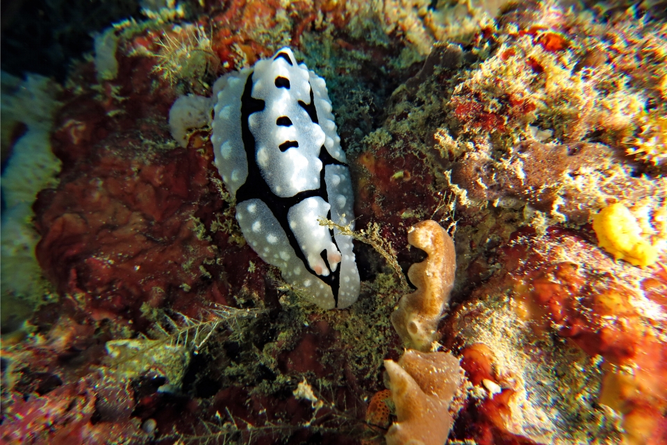 Phyllidiopsis shireenae