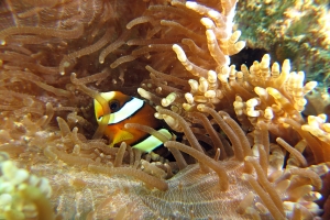 Amphiprion clarkii, Heteractis aurora