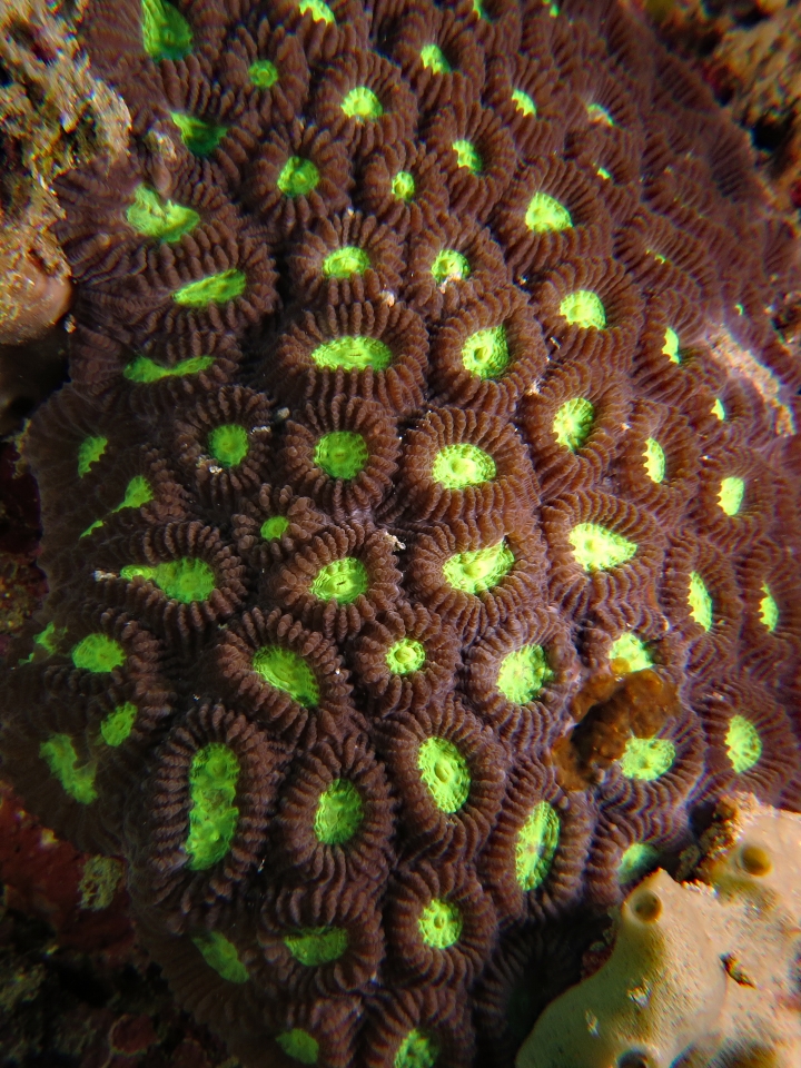 Dipsastraea (Favia) speciosa