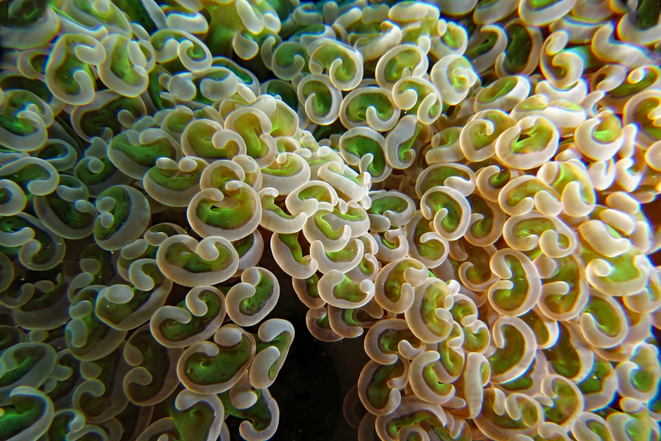 Euphyllia ancora