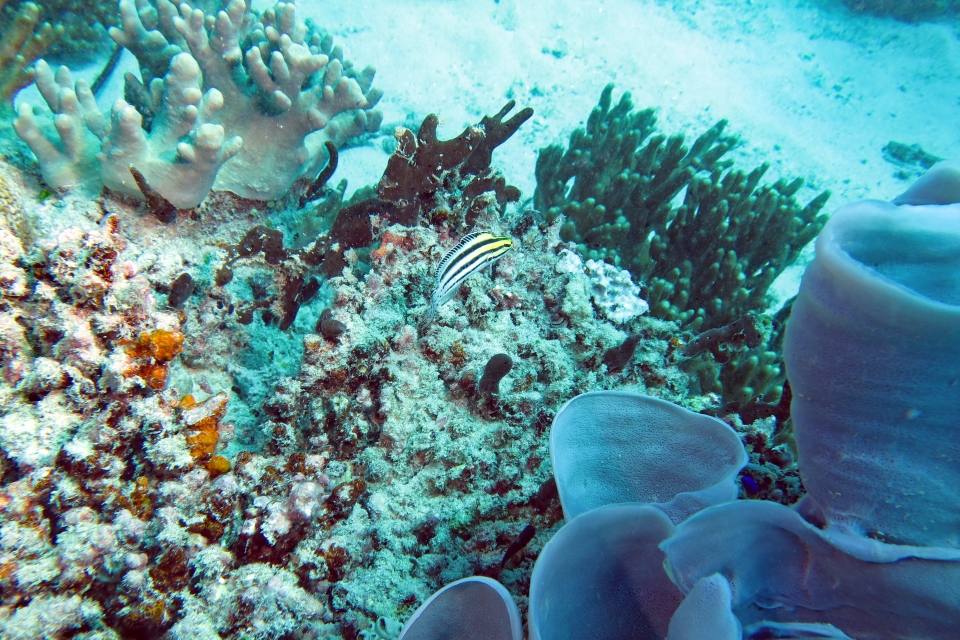 Meiacanthus grammistes