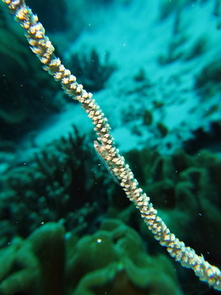 Bryaninops yongei, Cirripathes anguinea