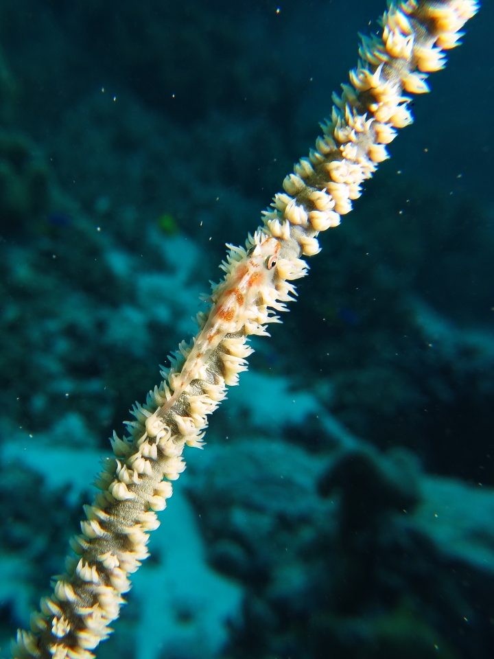 Bryaninops yongei, Cirripathes anguinea