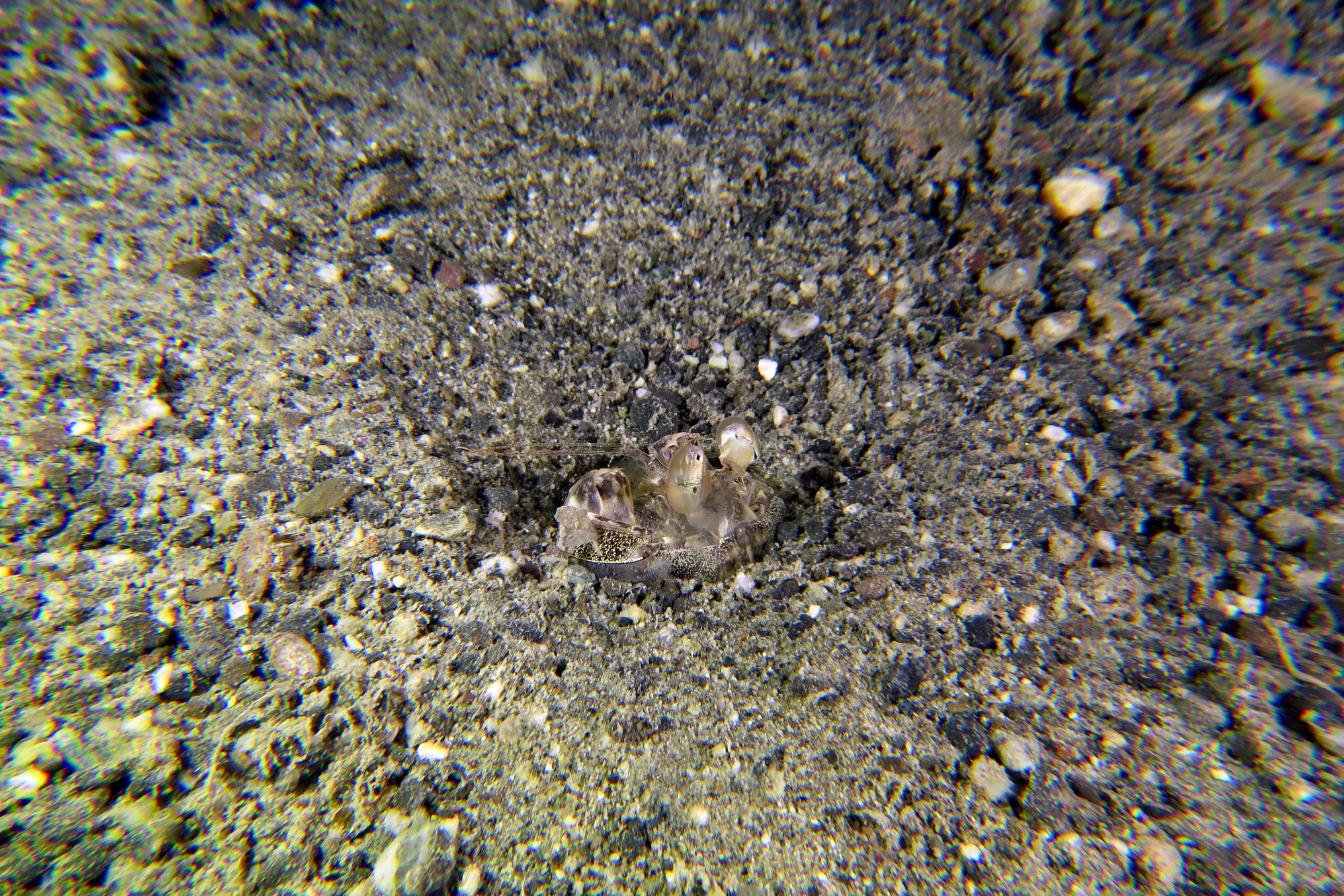 Lysiosquillina maculata