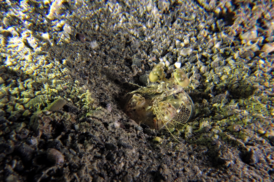 Lysiosquillina maculata