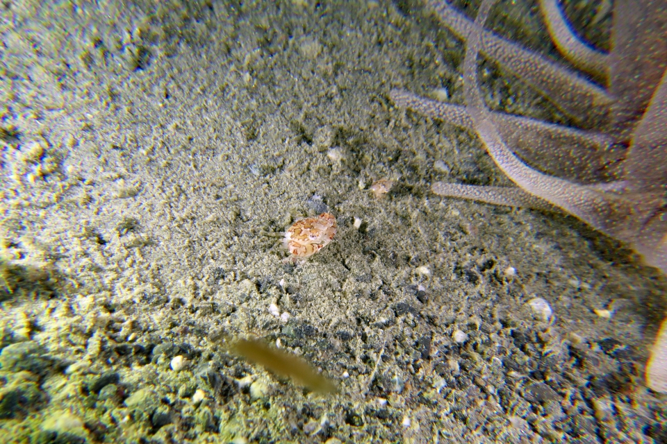 Carupa sp., Dofleinia armata
