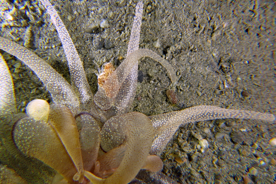 Carupa sp., Dofleinia armata