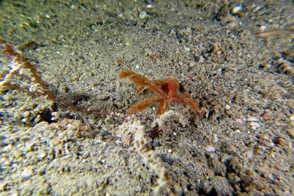 Achaeus japonicus