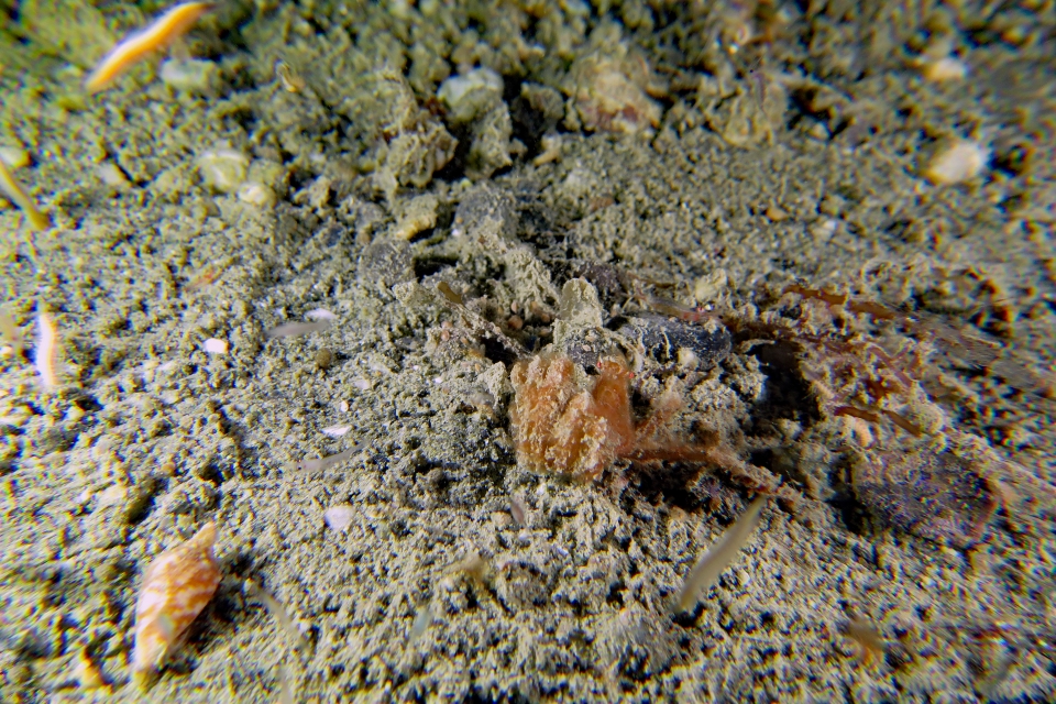 Achaeus japonicus