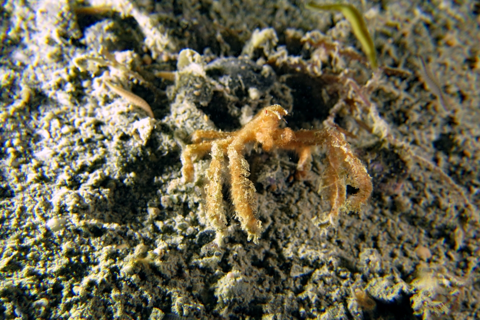 Achaeus japonicus