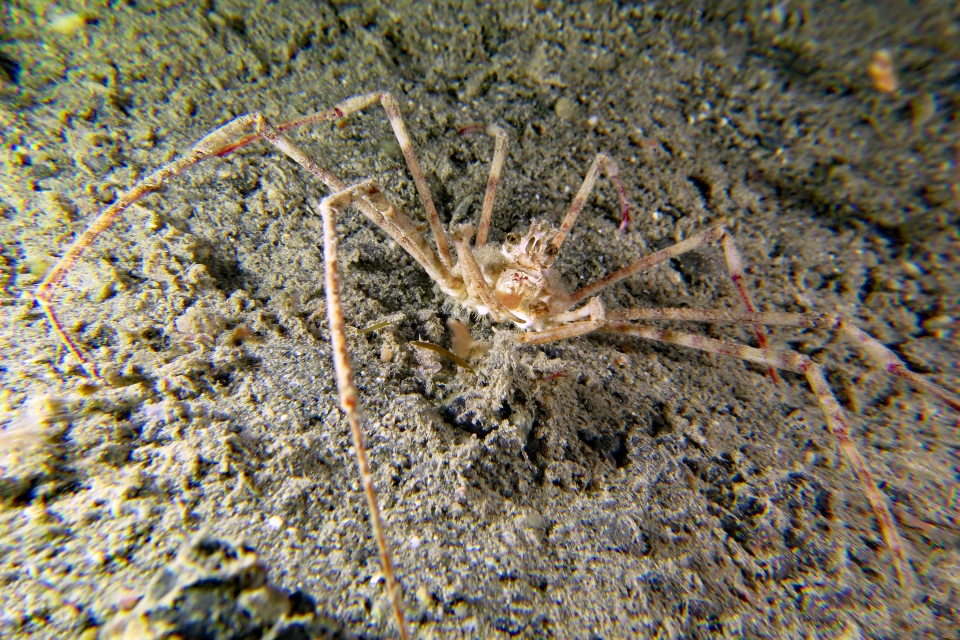 Latreillia valida
