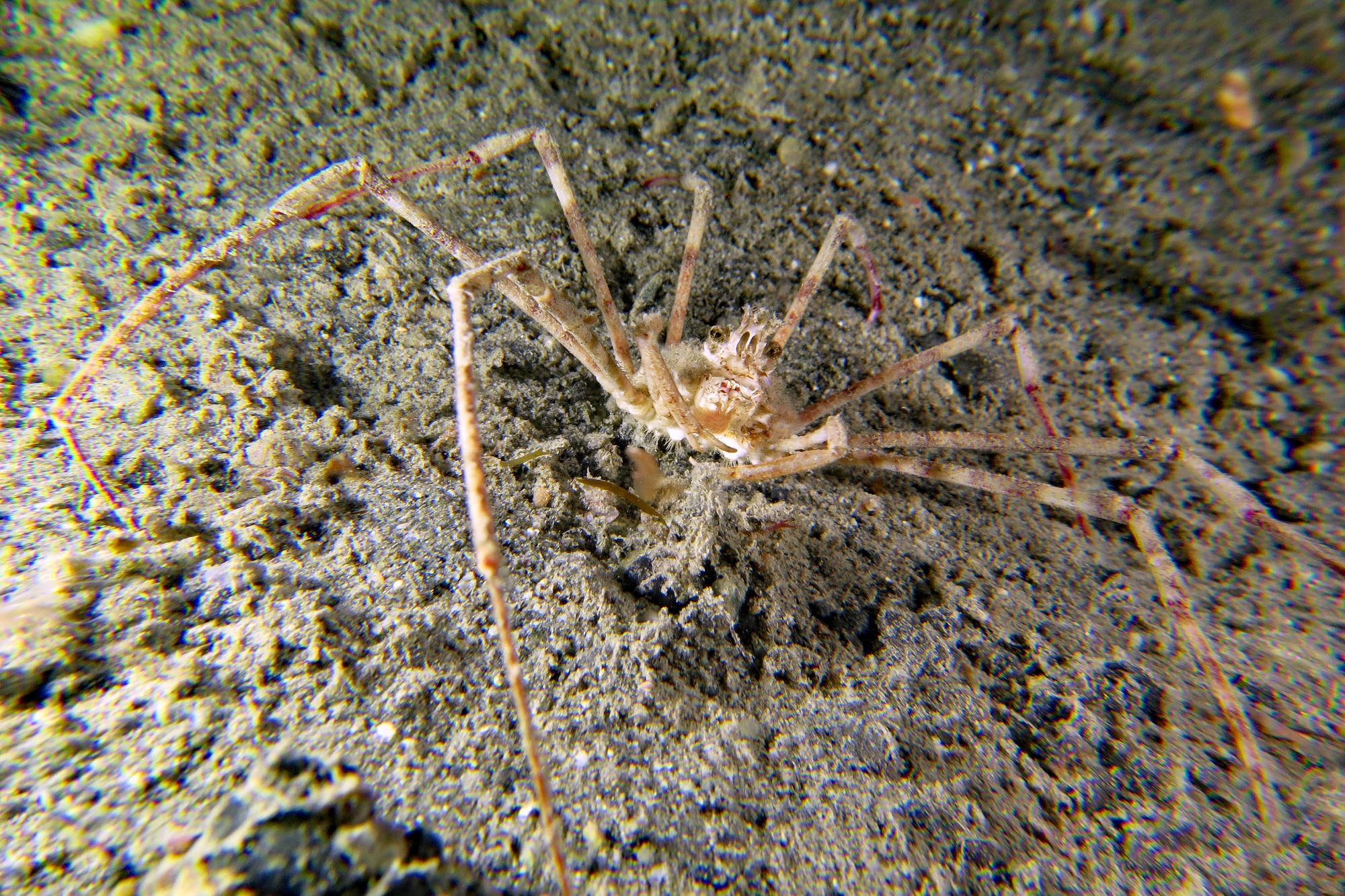Latreillia valida