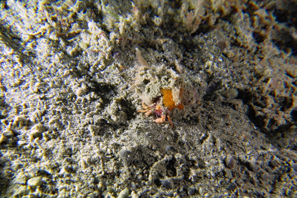 Dardanus pedunculatus