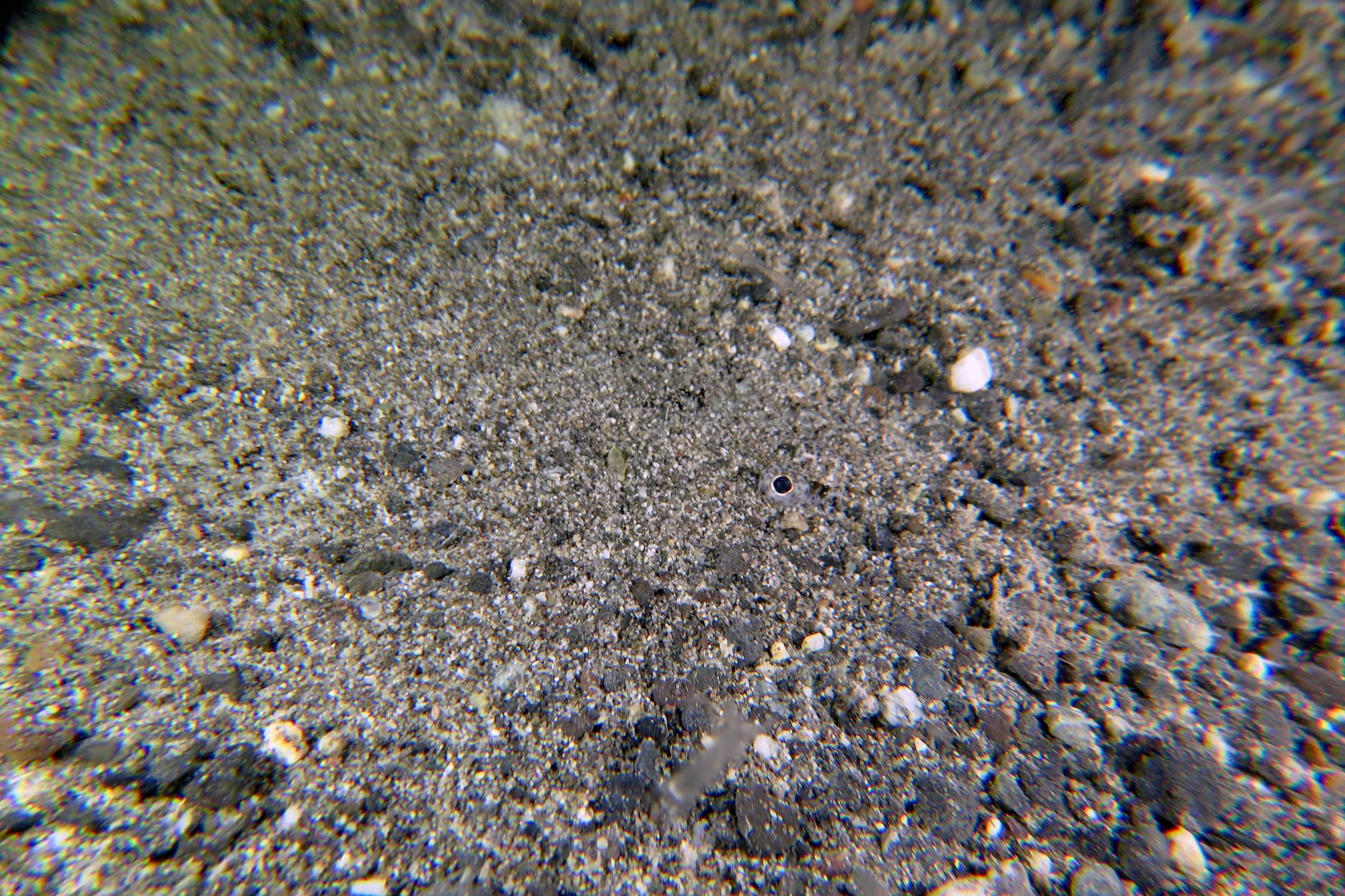Liachirus melanospilos