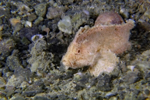 Ablabys macracanthus ou Ablabys taenianotus