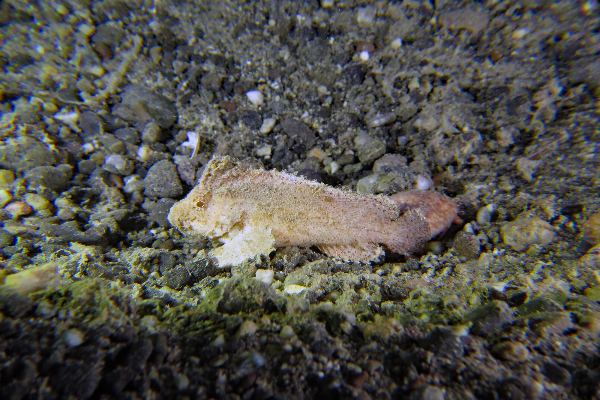 Ablabys macracanthus ou Ablabys taenianotus