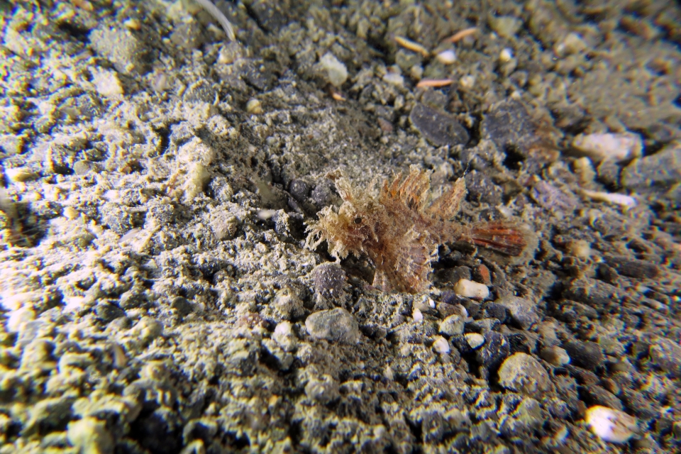 Pteroidichthys amboinensis