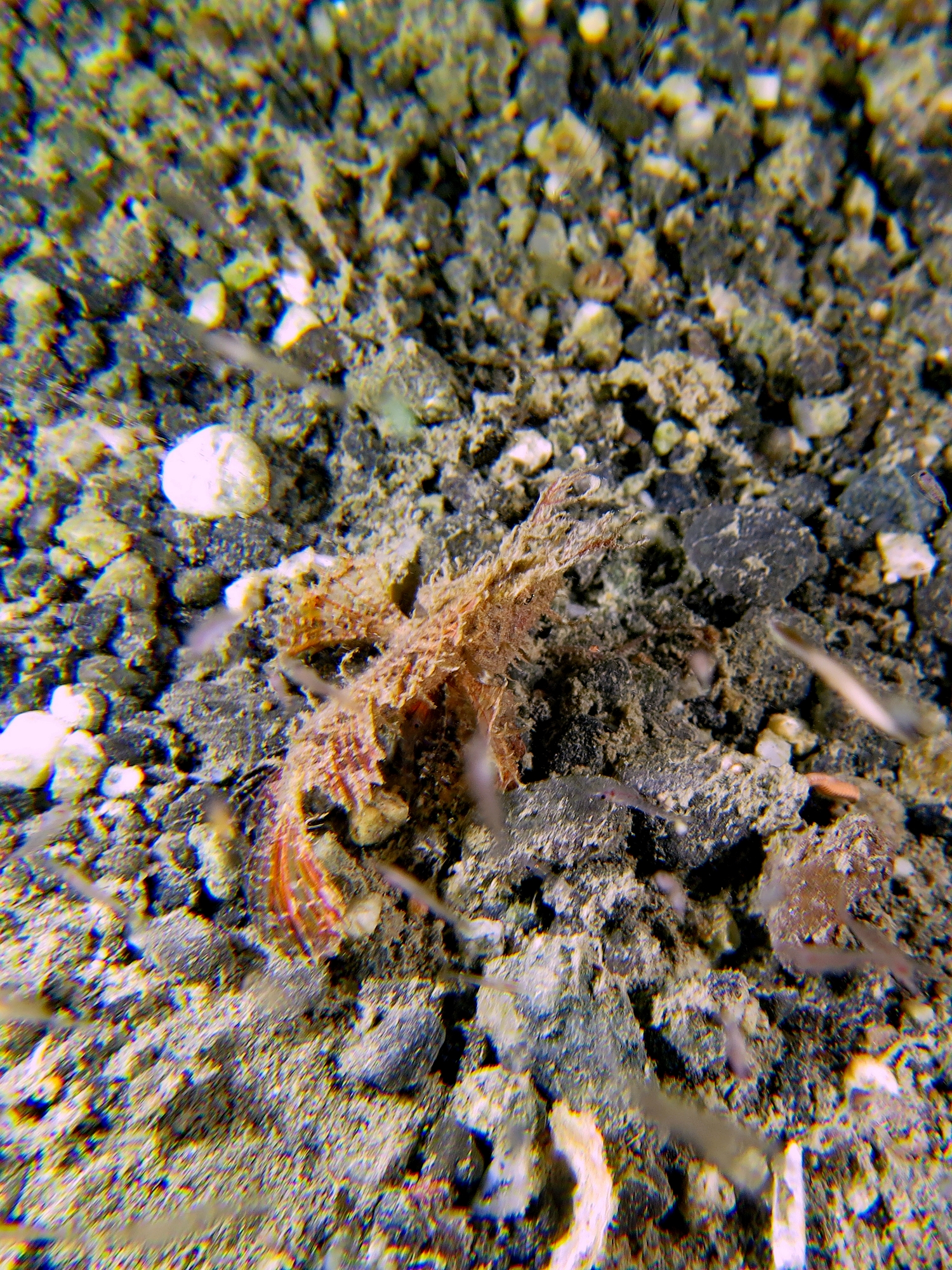 Pteroidichthys amboinensis