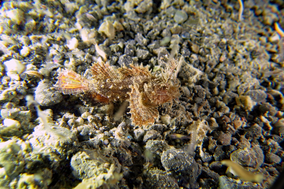 Pteroidichthys amboinensis