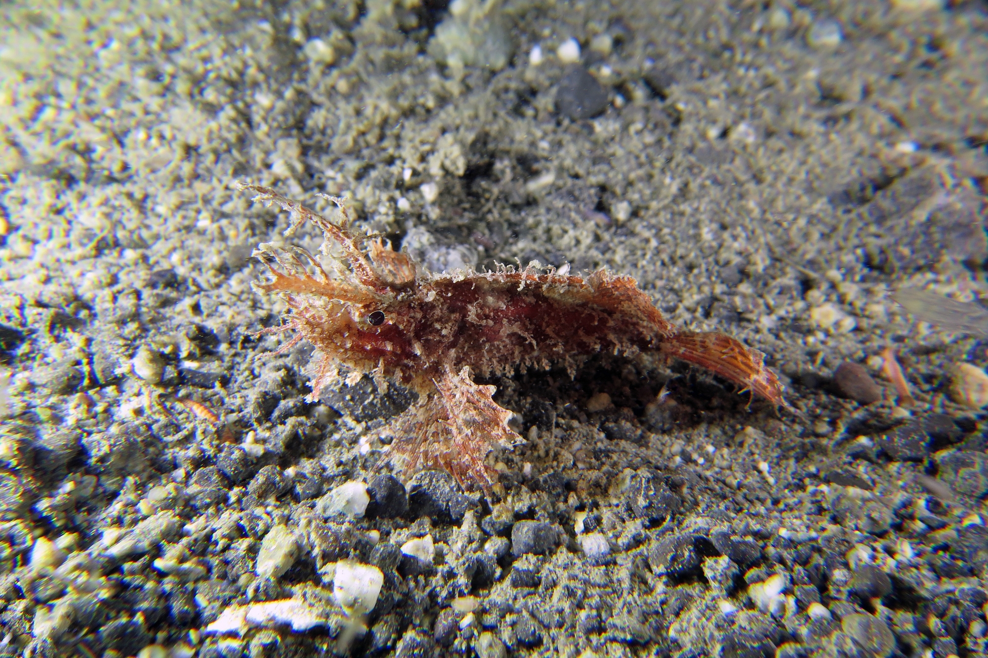 Pteroidichthys amboinensis